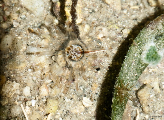 Ceriantharia sp. "12" • © Rene Ong • All Rights Reserved