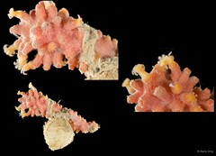 Octocorallia sp. "Coral"