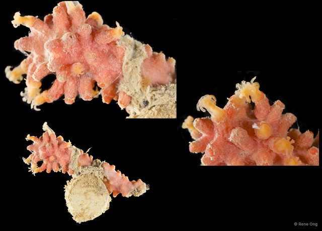 Octocorallia sp. "Coral" • © Rene Ong • All Rights Reserved