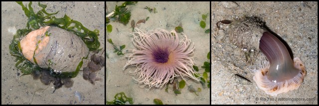 Ceriantharia sp. "e69c0c79" • © Ria Tan • All Rights Reserved