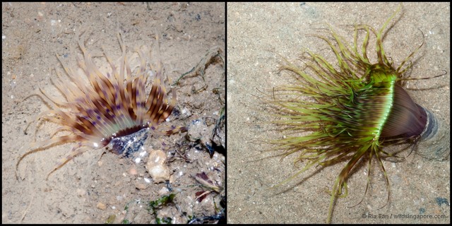 Ceriantharia sp. "e69c0c7c" • © Ria Tan • All Rights Reserved