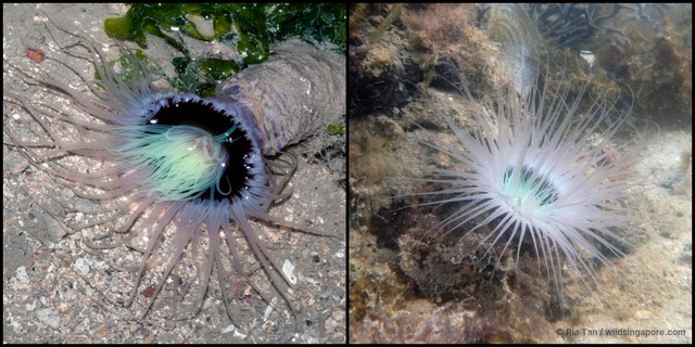 Ceriantharia sp. "e69c0c7f" • © Ria Tan • All Rights Reserved