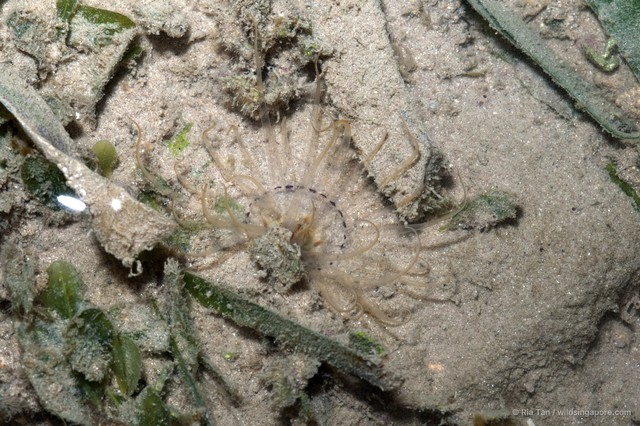 Ceriantharia sp. "e69c0c82" • © Ria Tan • All Rights Reserved