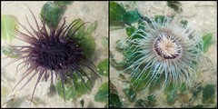 Ceriantharia sp. "e69c0c85"