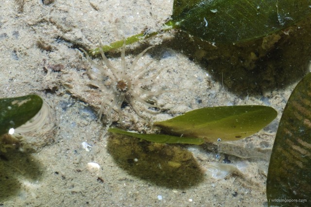 Ceriantharia sp. "e69c0c88" • © Ria Tan • All Rights Reserved