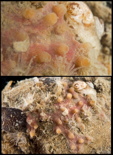 Octocorallia sp. "Encrusting coral" • © Rene Ong • All Rights Reserved
