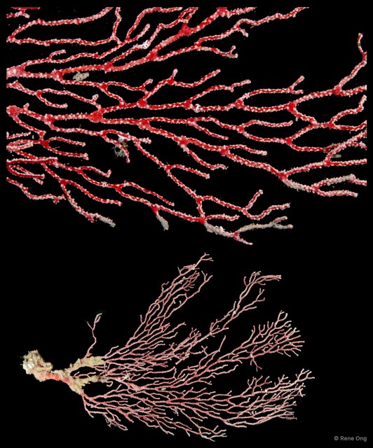 Octocorallia sp. "Sea fan 1" • © Rene Ong • All Rights Reserved