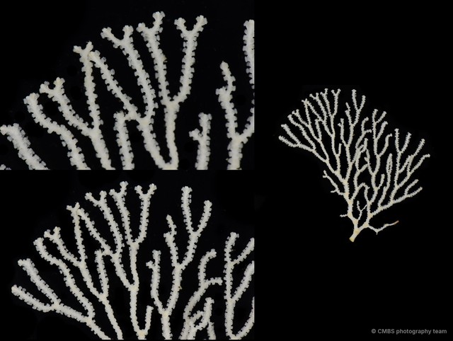 Octocorallia sp. "Sea fan 10" • © CMBS photography team • All Rights Reserved
