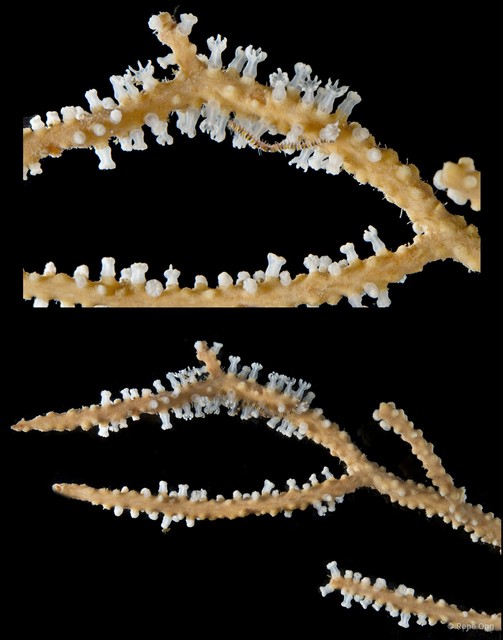 Octocorallia sp. "Sea fan 11" • © Rene Ong • All Rights Reserved