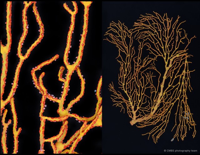 Octocorallia sp. "Sea fan 12" • © CMBS photography team • All Rights Reserved