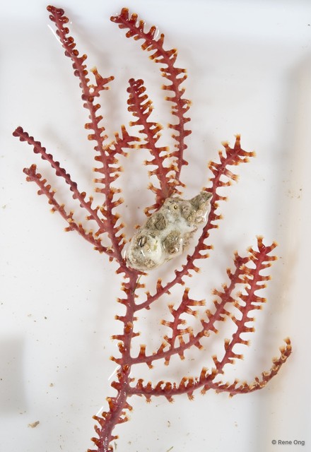 Octocorallia sp. "Sea fan 13" • © Rene Ong • All Rights Reserved