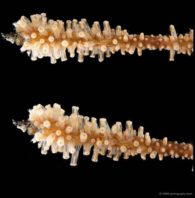 Octocorallia sp. "Sea fan 14" • © CMBS photography team • All Rights Reserved