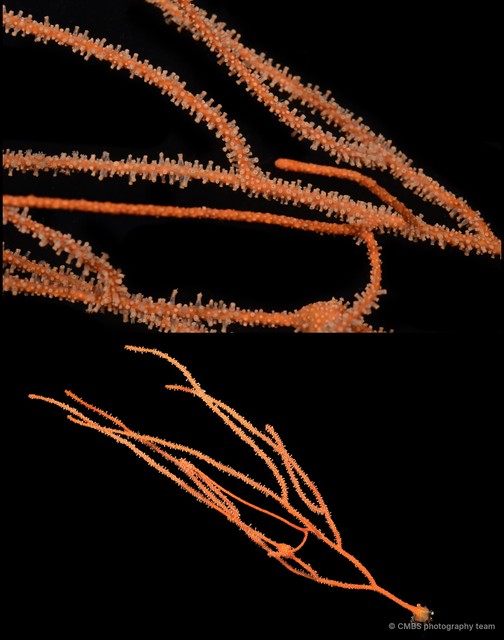 Octocorallia sp. "Sea fan 15" • © CMBS photography team • All Rights Reserved