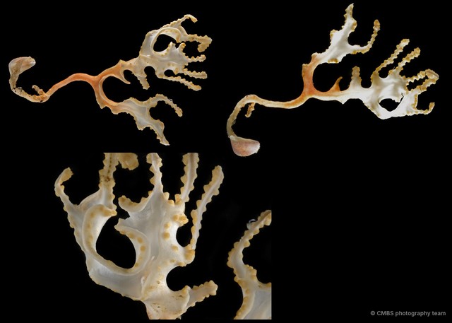 Octocorallia sp. "Sea fan 16" • © CMBS photography team • All Rights Reserved