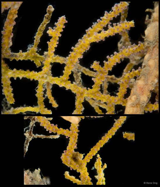Octocorallia sp. "Sea fan 17" • © Rene Ong • All Rights Reserved