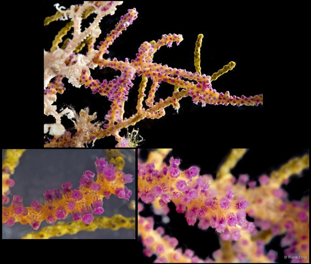 Octocorallia sp. "Sea fan 18" • © Rene Ong • All Rights Reserved
