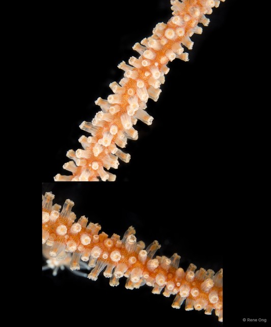 Octocorallia sp. "Sea fan 19" • © Rene Ong • All Rights Reserved