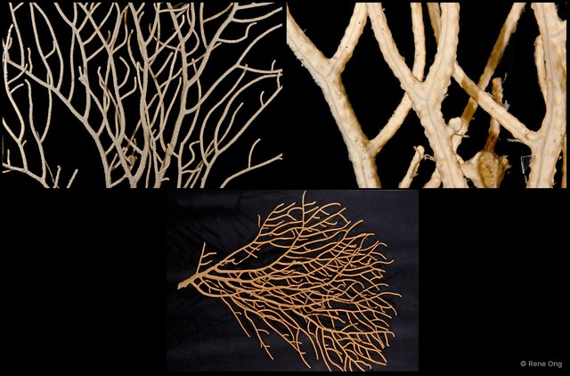 Octocorallia sp. "Sea fan 2" • © Rene Ong • All Rights Reserved