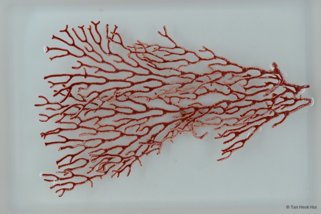 Octocorallia sp. "Sea fan 20" • © Tan Heok Hui • All Rights Reserved