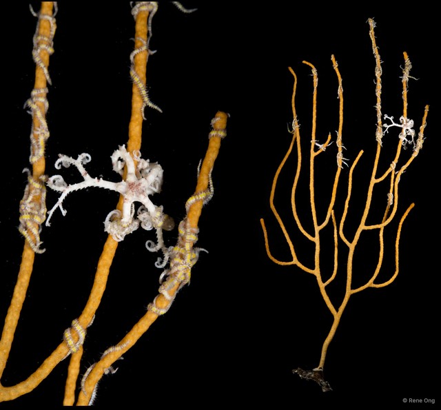 Octocorallia sp. "Sea fan 21" • © Rene Ong • All Rights Reserved