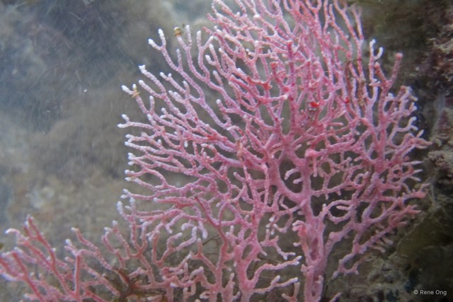 Octocorallia sp. "Sea fan 22" • © Rene Ong • All Rights Reserved
