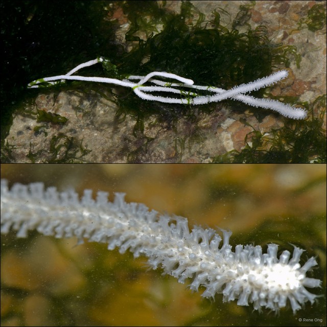 Octocorallia sp. "Sea fan 24" • © Rene Ong • All Rights Reserved