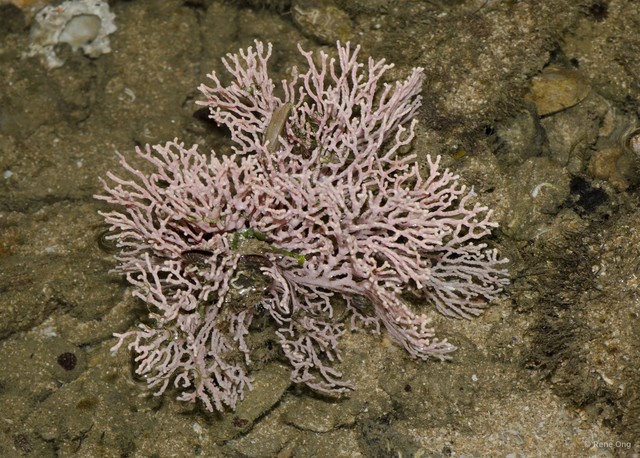 Octocorallia sp. "Sea fan 26" • © Rene Ong • All Rights Reserved