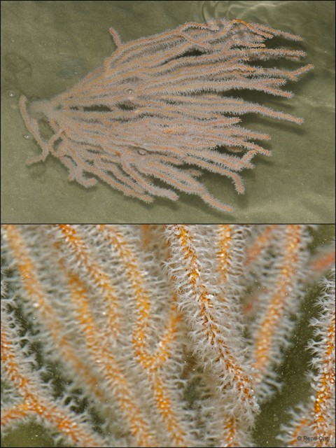 Octocorallia sp. "Sea fan 27" • © Rene Ong • All Rights Reserved
