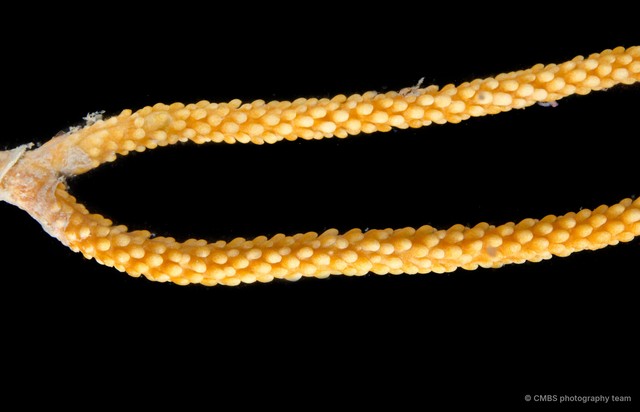 Octocorallia sp. "Sea fan 5" • © CMBS photography team • All Rights Reserved