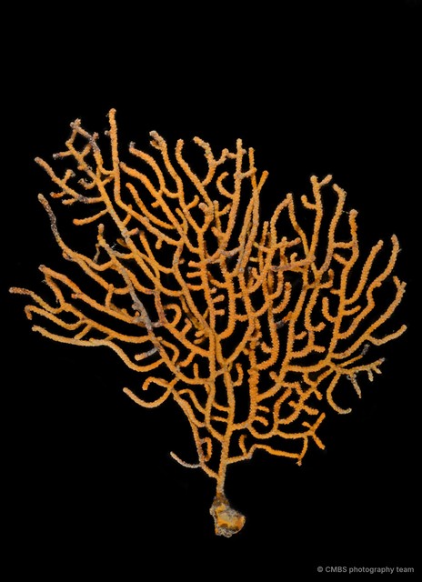 Octocorallia sp. "Sea fan 6" • © CMBS photography team • All Rights Reserved