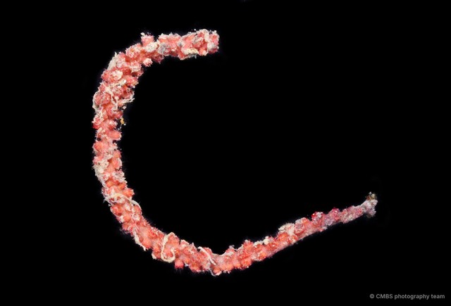 Octocorallia sp. "Sea fan 7" • © CMBS photography team • All Rights Reserved
