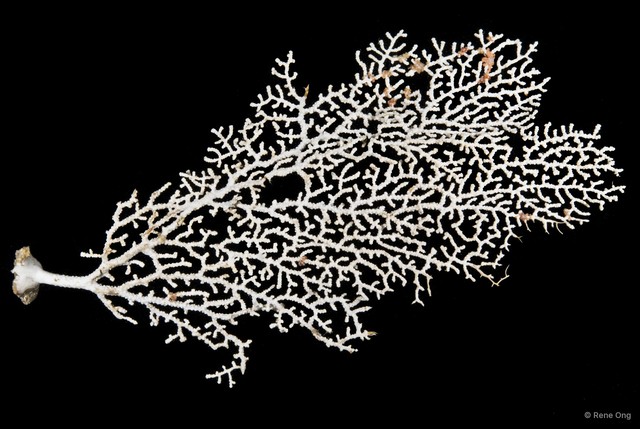 Octocorallia sp. "Sea fan 8" • © Rene Ong • All Rights Reserved
