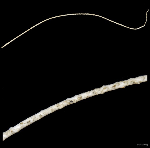 Octocorallia sp. "Sea whip" • © Rene Ong • All Rights Reserved
