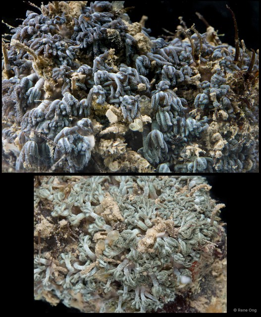 Octocorallia sp. "Soft coral 1" • © Rene Ong • All Rights Reserved