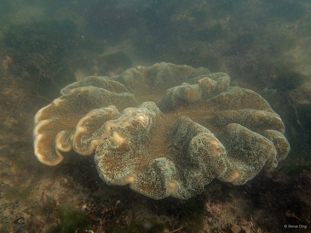 Octocorallia sp. "Soft coral 10" • © Rene Ong • All Rights Reserved
