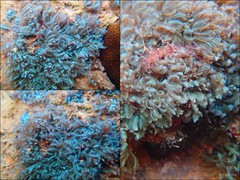 Octocorallia sp. "Soft coral 11"
