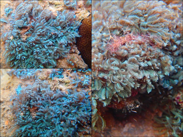 Octocorallia sp. "Soft coral 11" • © Rene Ong • All Rights Reserved