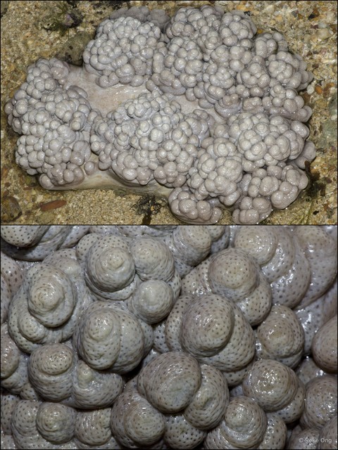 Octocorallia sp. "Soft coral 13" • © Rene Ong • All Rights Reserved