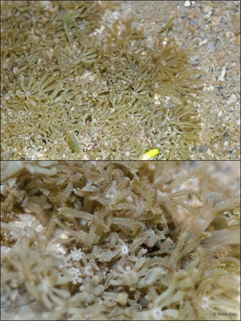 Octocorallia sp. "Soft coral 14" • © Rene Ong • All Rights Reserved