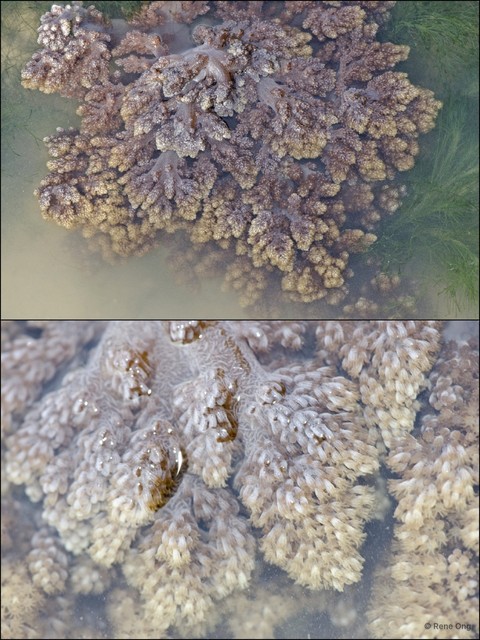 Octocorallia sp. "Soft coral 15" • © Rene Ong • All Rights Reserved