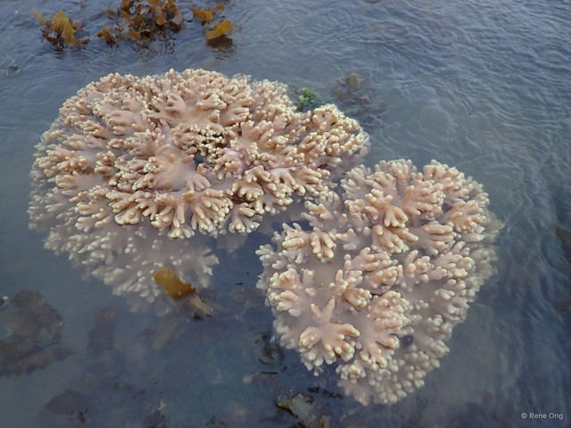 Octocorallia sp. "Soft coral 16" • © Rene Ong • All Rights Reserved