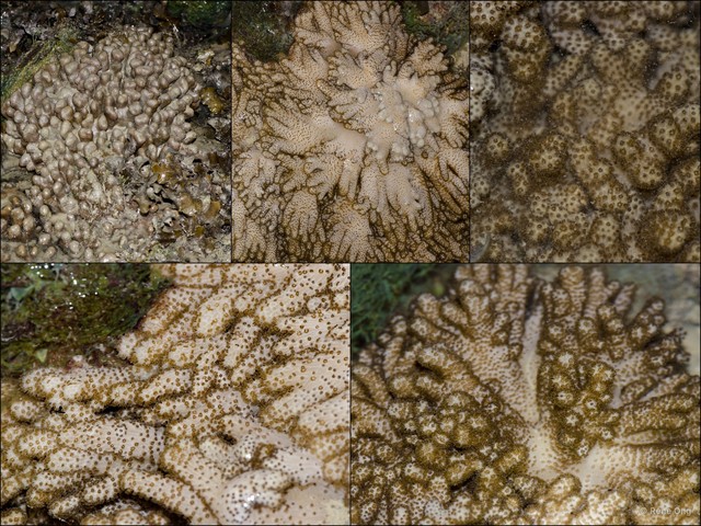 Octocorallia sp. "Soft coral 17" • © Rene Ong • All Rights Reserved