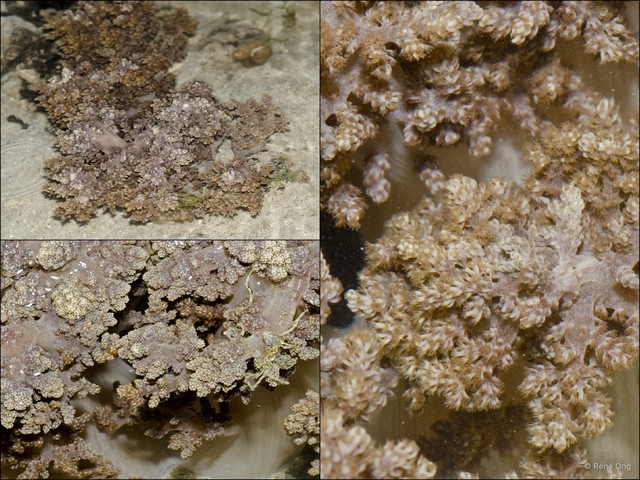 Octocorallia sp. "Soft coral 18" • © Rene Ong • All Rights Reserved