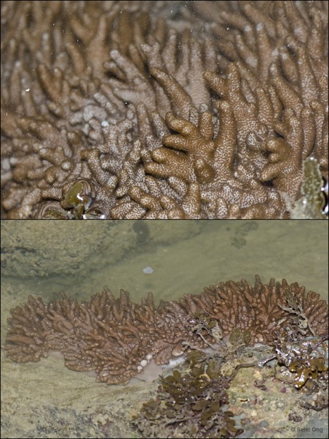 Octocorallia sp. "Soft coral 19" • © Rene Ong • All Rights Reserved