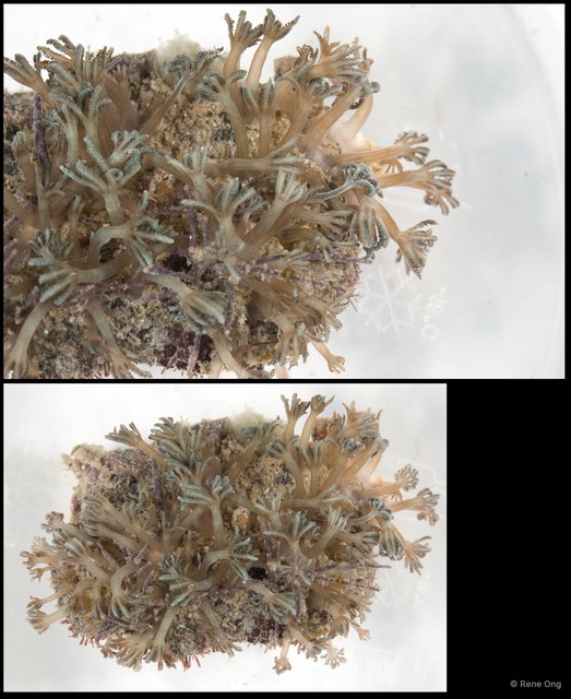 Octocorallia sp. "Soft coral 2" • © Rene Ong • All Rights Reserved