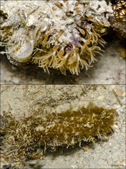 Octocorallia sp. "Soft coral 20" • © Rene Ong • All Rights Reserved