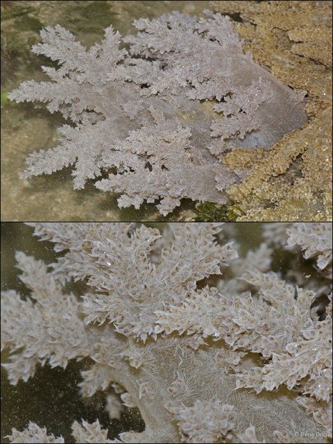Octocorallia sp. "Soft coral 21" • © Rene Ong • All Rights Reserved