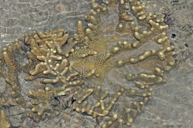 Octocorallia sp. "Soft coral 22" • © Rene Ong • All Rights Reserved