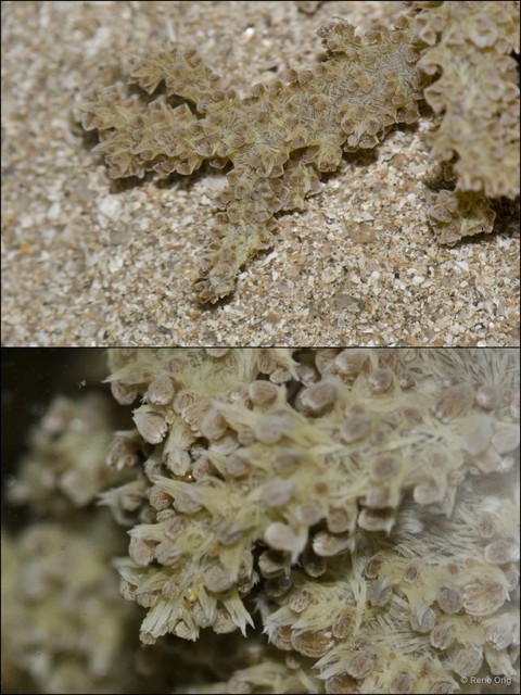 Octocorallia sp. "Soft coral 23" • © Rene Ong • All Rights Reserved