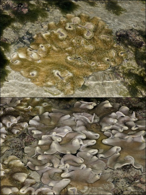 Octocorallia sp. "Soft coral 24" • © Rene Ong • All Rights Reserved